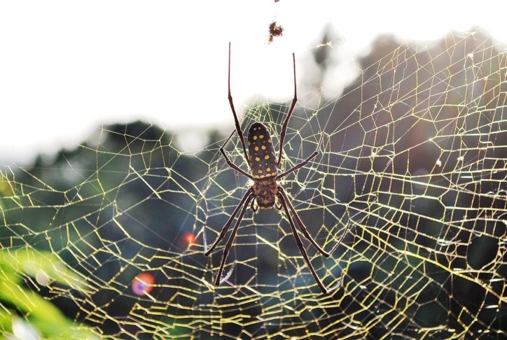 Aranha-de-fio-de-ouro (Nephila clavipes): Essas aranhas são grandes, encontradas em várias partes do mundo e são conhecidas por suas teias douradas. Reprodução: Flipar