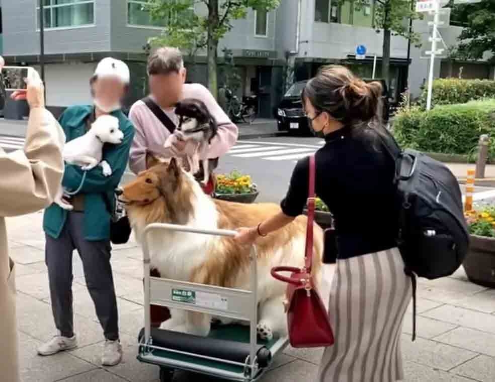 Portanto, Toko é uma versão agigantada do cão, o que deve surpreender no passeio em público.  Reprodução: Flipar