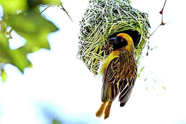 Em geral, os ninhos são feitos de materiais naturais, como galhos, folhas, barro e penas. Eles variam bastante em tamanho, forma e localização, dependendo da espécie e do habitat. Reprodução: Flipar