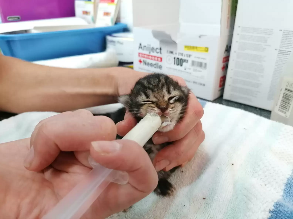 A equipe está cuidando para alimentar os gatinhos ao longo de todo o dia, até que estejam fortes para se alimentarem sozinhos. Foto: RSPCA Millbrook Animal Center