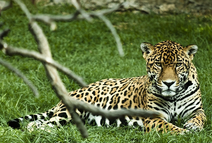 Jaguar  - Ao contrário dos leões, que vivem em grupos, os jaguares são territorialistas e evitam encontros com outros da mesma espécie, exceto para acasalar. Reprodução: Flipar