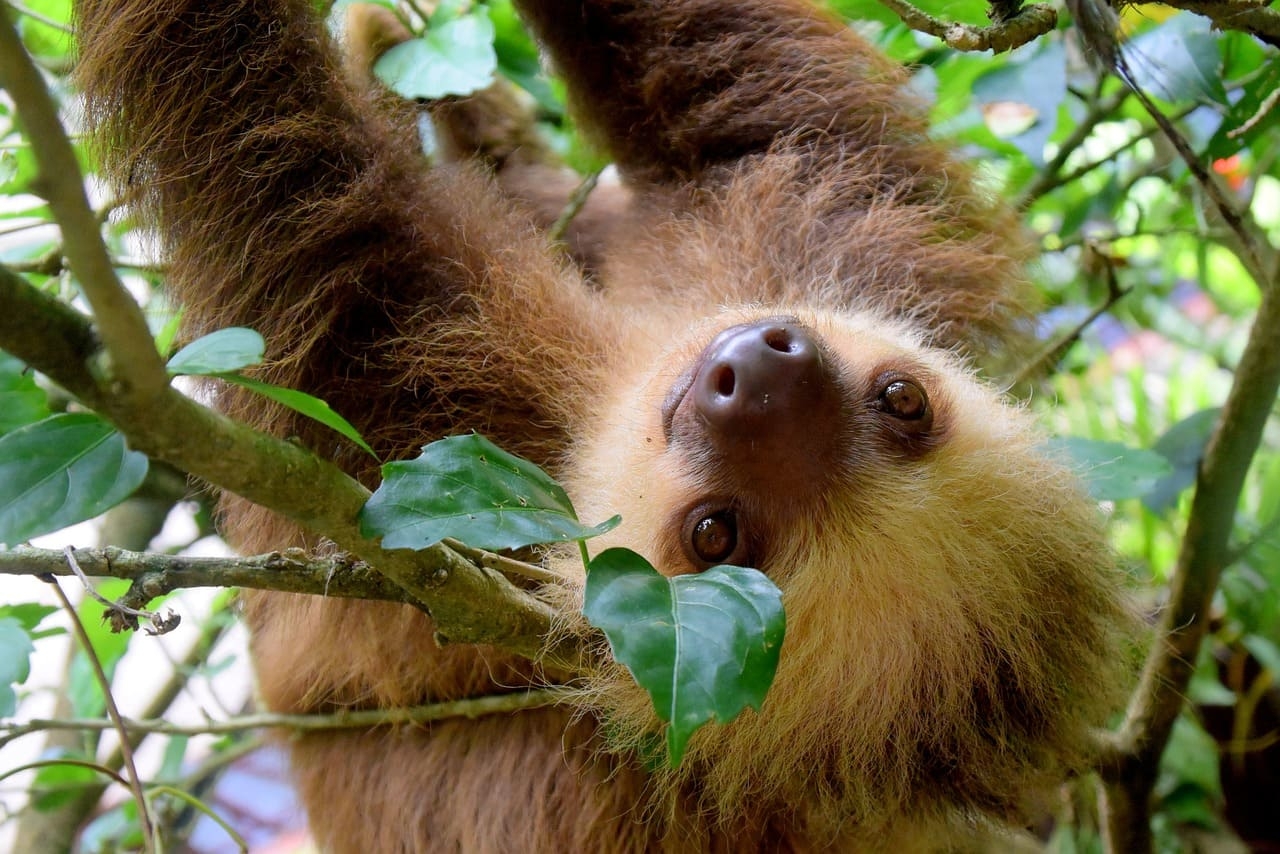 Os bichos-preguiça são mamíferos arborícolas da América Central e do Sul, conhecidos por seus movimentos lentos e hábitos de vida nas árvores. Eles têm garras longas, pelagem densa e se alimentam de folhas.
