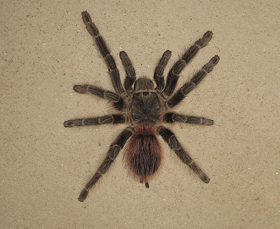 Essa aranha brasileira -  Vitalius wacketi -  habita o litoral do estado de São Paulo.  E a substância extraída eliminou células de leucemia em testes in vitro. Reprodução: Flipar