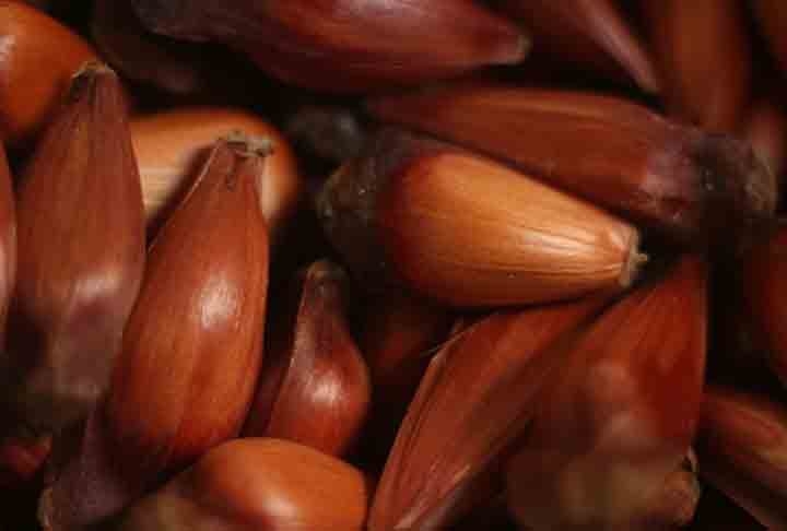 Largamente consumido na Região Sul do Brasil, o pinhão brasileiro é a semente da araucária (Araucaria angustifolia). Uma espécie arbórea dominante no Rio Grande do Sul, Santa Catarina e principalmente no estado do Paraná,
 Reprodução: Flipar