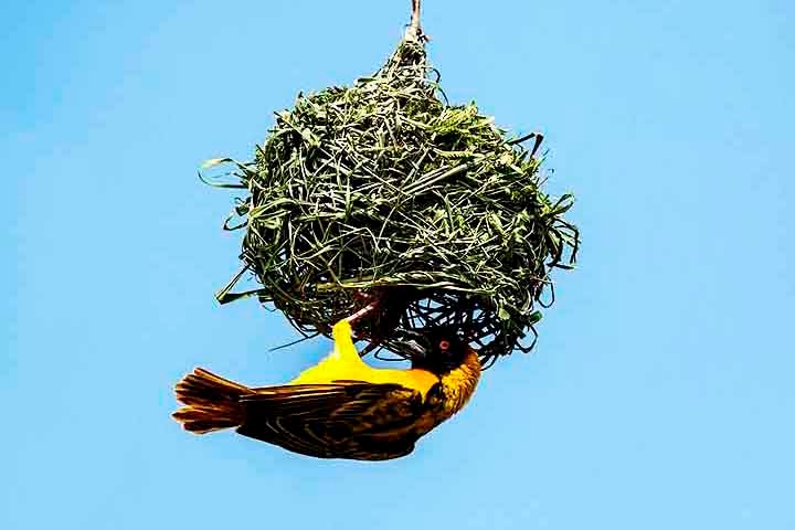 Pássaro-tecelão (Ploceidae, família): Constrói ninhos intricados, parecidos com cestas suspensas, tecendo folhas e gramas em ramos. Em algumas espécies, os machos constroem várias opções para atrair as fêmeas.
 Reprodução: Flipar