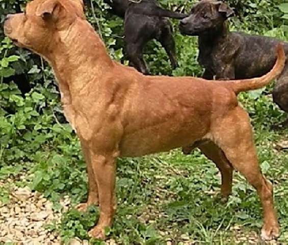 Em 13/6/2022, um pitbull solto na rua atacou uma mulher e a neta dela em Votorantim (SP). A avó teve fratura exposta no braço ao defender a neta, que sofreu lesões na perna, no pescoço e na cabeça.  Reprodução: Flipar