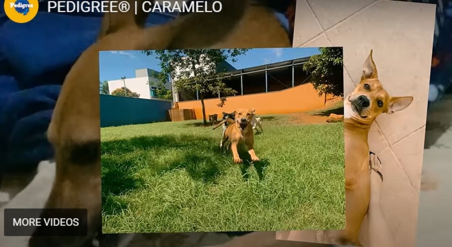 A campanha mostra diversos momentos do cachorro em residências, dentro de casa ou correndo pelo jardim. E diz que tudo que o cachorro de raça tem o caramelo também tem.  Reprodução: Flipar