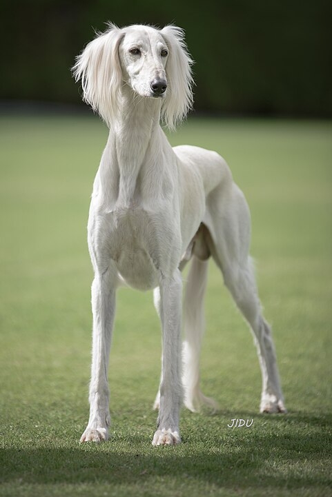 Saluki: Originário da Ásia, o Saluki é um cão de porte elegante e corpo esguio, famoso por sua velocidade e resistência. É reservado e leal, com uma natureza independente e um instinto de caça apurado.
 Reprodução: Flipar