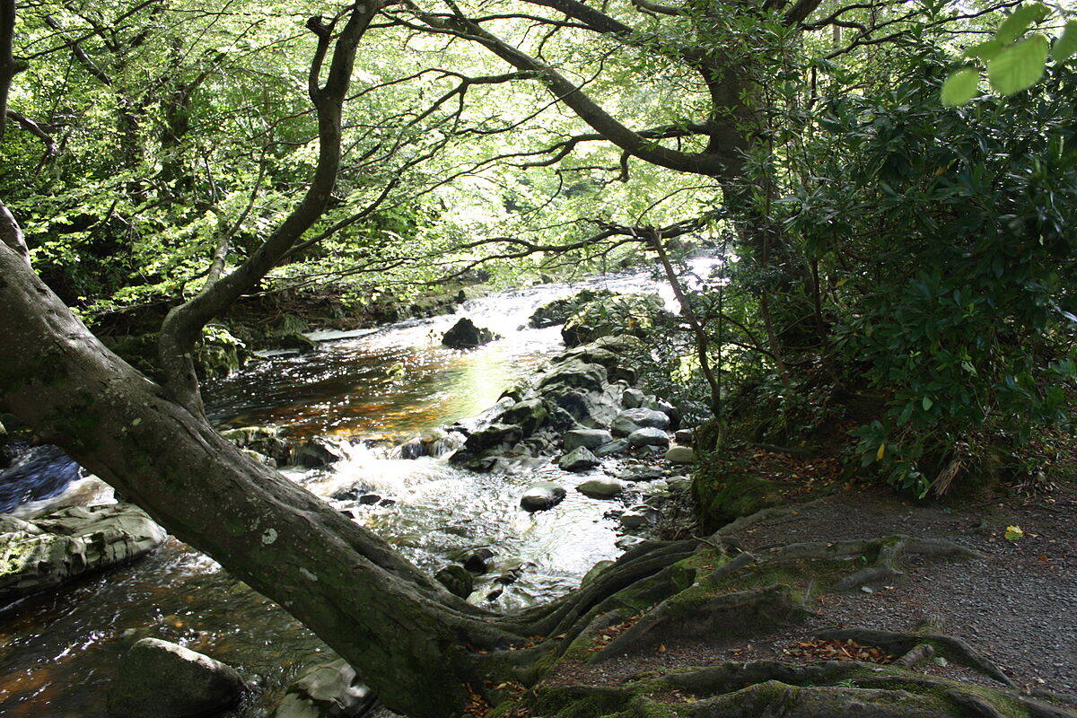 As florestas do Tollymore Forest Park (Irlanda) deram vida aos domínios da casa Stark: Winterfell. Foto: Wikimedia Commons