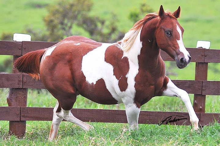 Paint Horse - Originário dos EUA Reprodução: Flipar