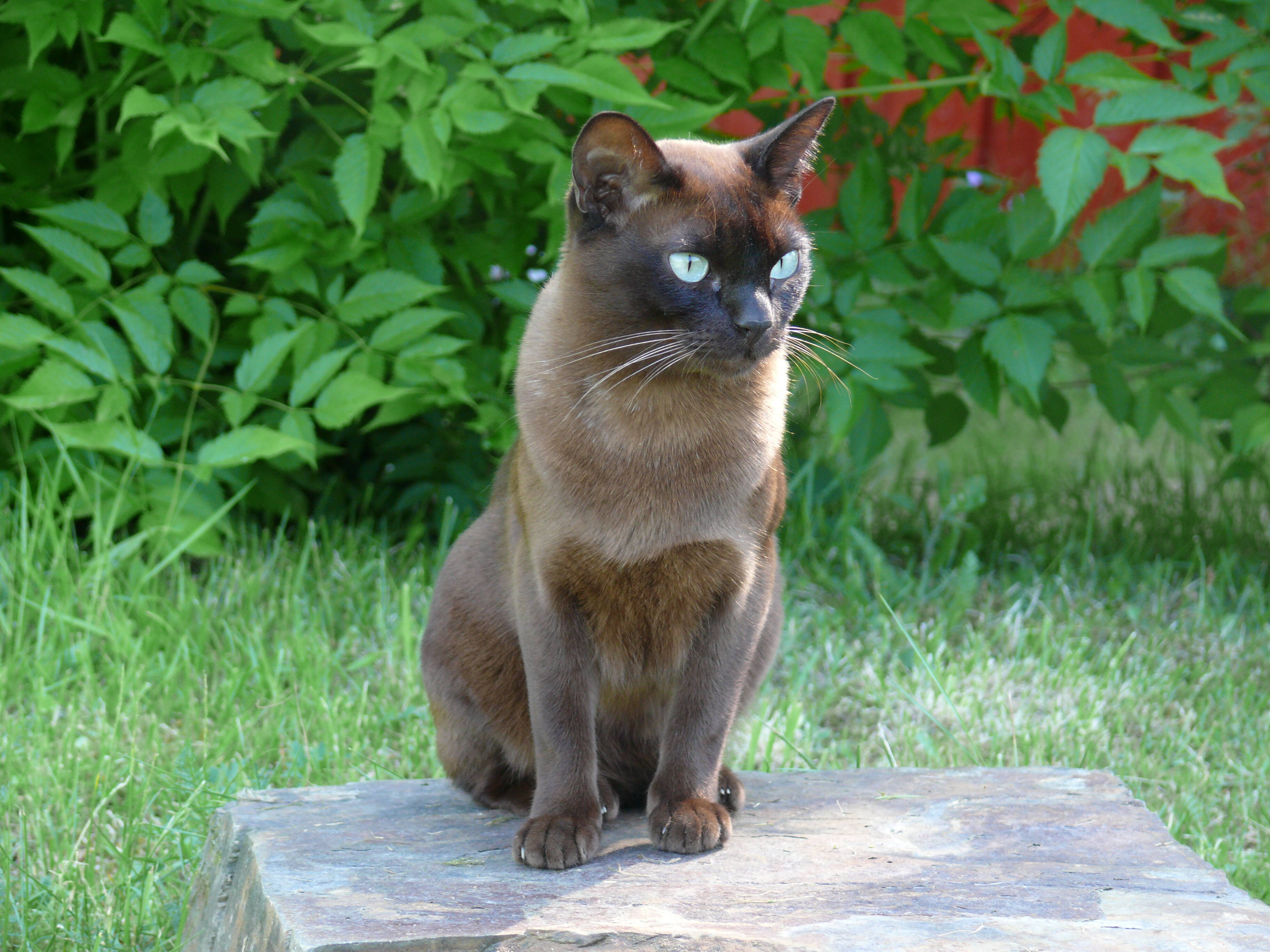 Gato Burmese. Foto: Reprodução