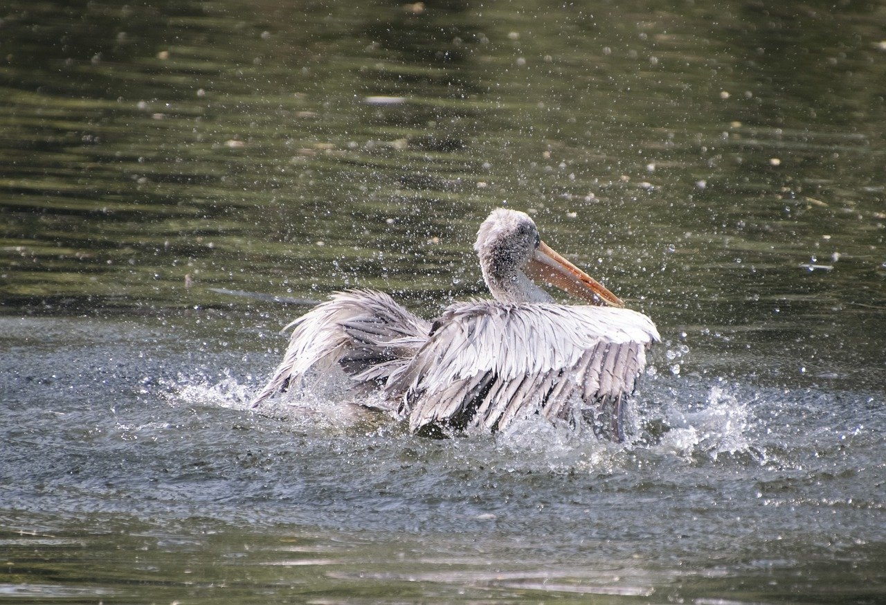O pelicano dálmata vive em lagos, rios e zonas úmidas do sudeste da Europa e da Ásia. Alimenta-se principalmente de peixes, capturados com sua bolsa elástica. Sua expectativa de vida pode chegar a 25 anos.
 Reprodução: Flipar
