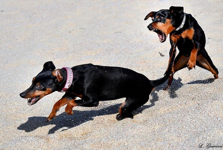 Os cachorros da raça pinscher costumam ter muita energia e mostrar toda sua raiva quando percebem algo de errado.