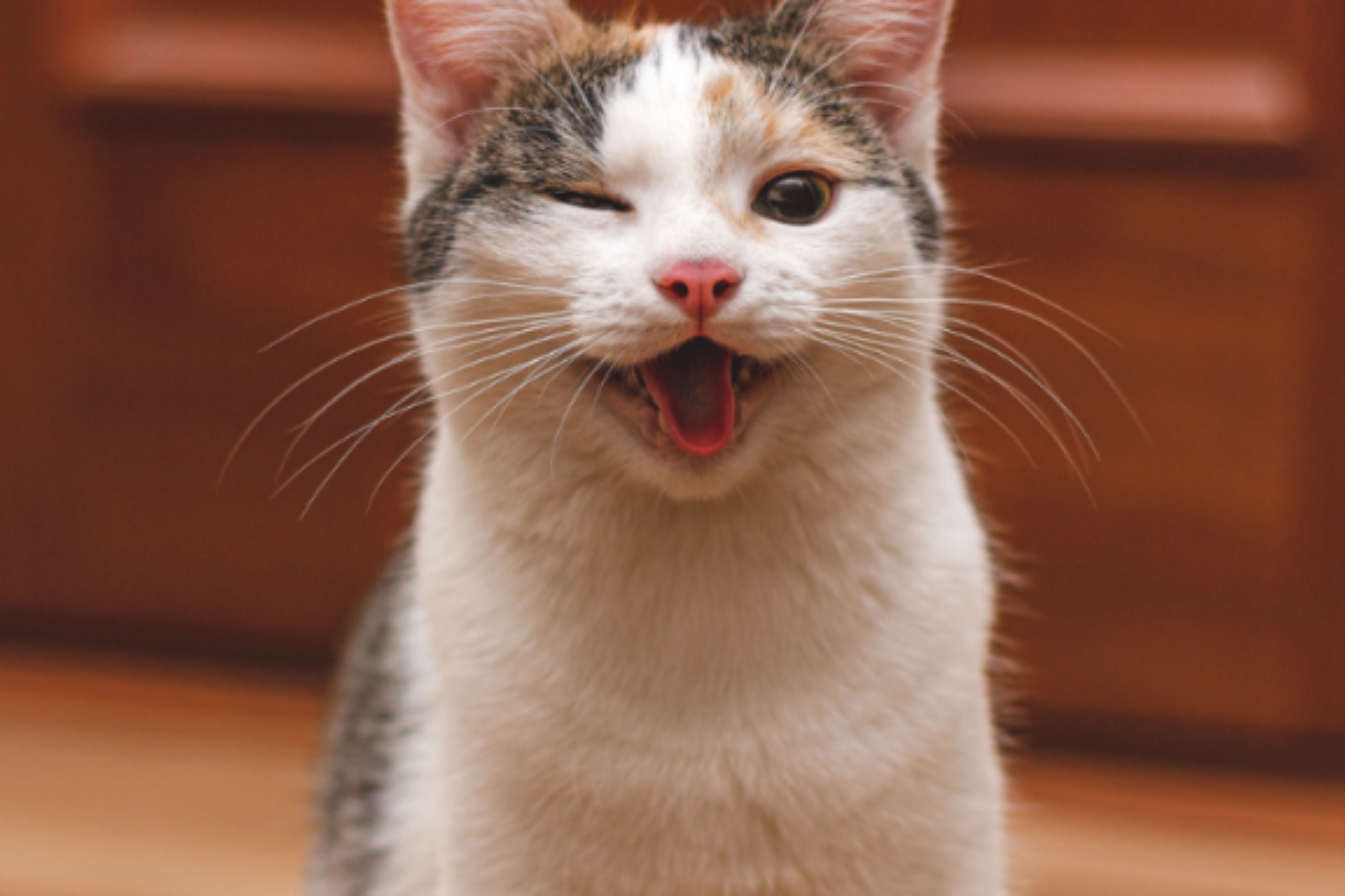 1º - Nina: o nome mais comum entre as gatas não referencia nada a princípio (Reprodução)