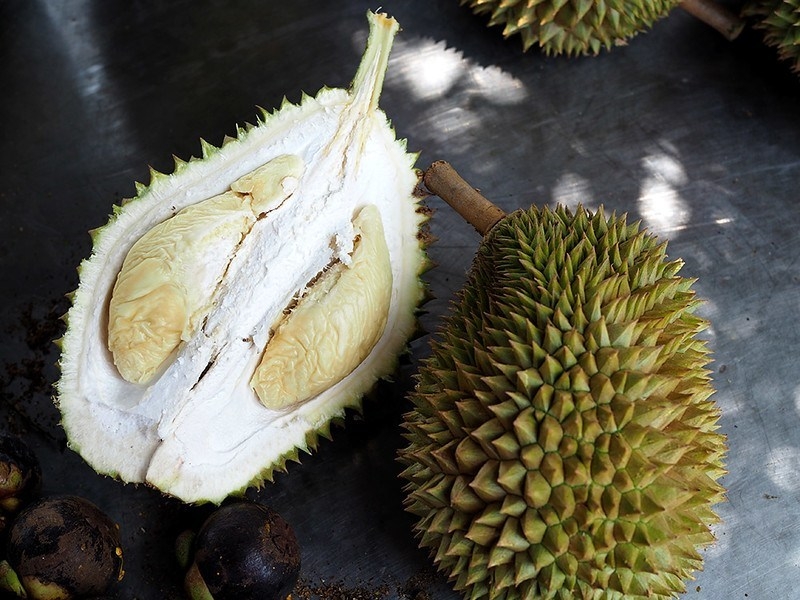 O cultivo de durians pode ser feito em quintais de residências ou nas matas.  Reprodução: Flipar