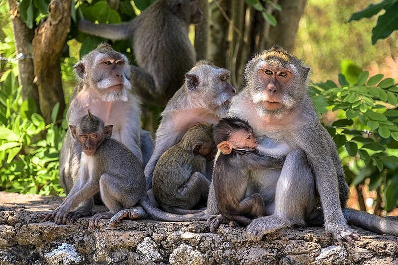 Estudos da Universidade de Yale encontraram comportamento similar em macacos que habitam Porto Rico, território não incorporado dos Estados Unidos no Caribe.