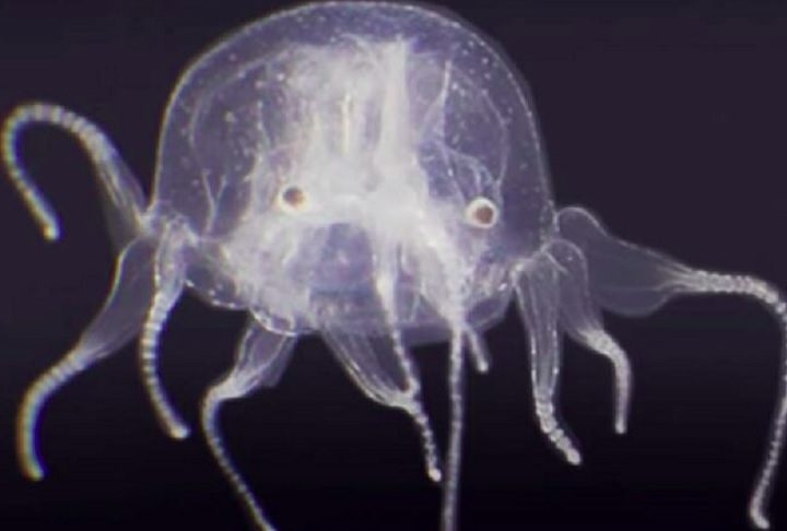 Chamada de Tripedalia maipoensis, essa criatura transparente e com formato cúbico representa uma descoberta marcante para a biologia marinha. Reprodução: Flipar