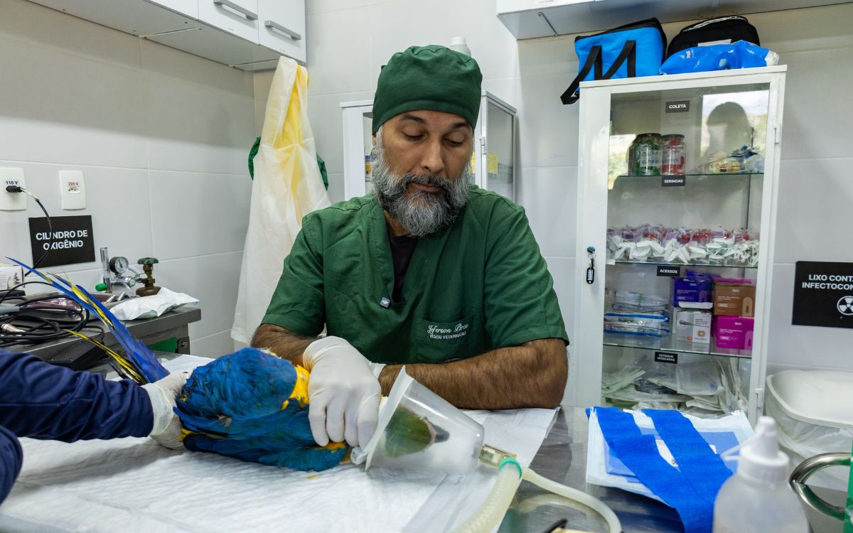 Araras-canindés voltam à Floresta da Tijuca após dois séculos de extinção. Foto: Divulgação/Flavia Zagury