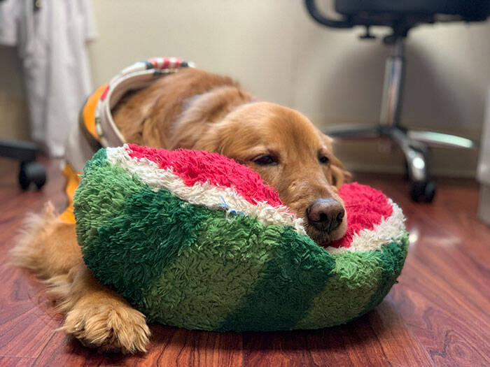 Cão possui coleção de brinquedos. Foto: REPRODUÇÃO/ IMGUR