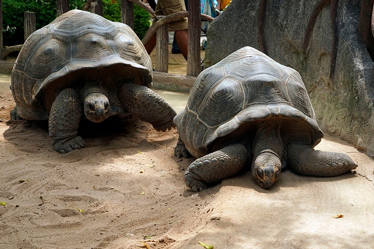 Tartaruga gigante das Galápagos 
