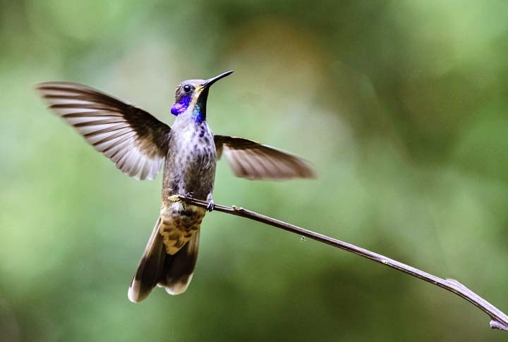 O coração de um beija-flor bate de 500 a 700 vezes por minuto quando está descansando, mas quando está ativo, pode bater até 1.200 vezes por minuto. Reprodução: Flipar