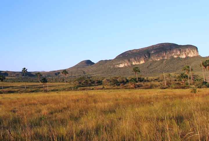 Em 38 anos, a pastagem cresceu 17 milhões de hectares, ou seja, cerca de 26% do Cerrado, segundo a pesquisa do MapBiomas. Reprodução: Flipar