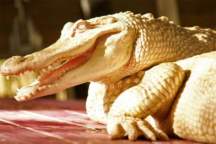 Esses jacarés só existem nos EUA e, além do zoo em Omaha, eles estão abrigados principalmente no Aubudon, em Nova Orleans Reprodução: Flipar