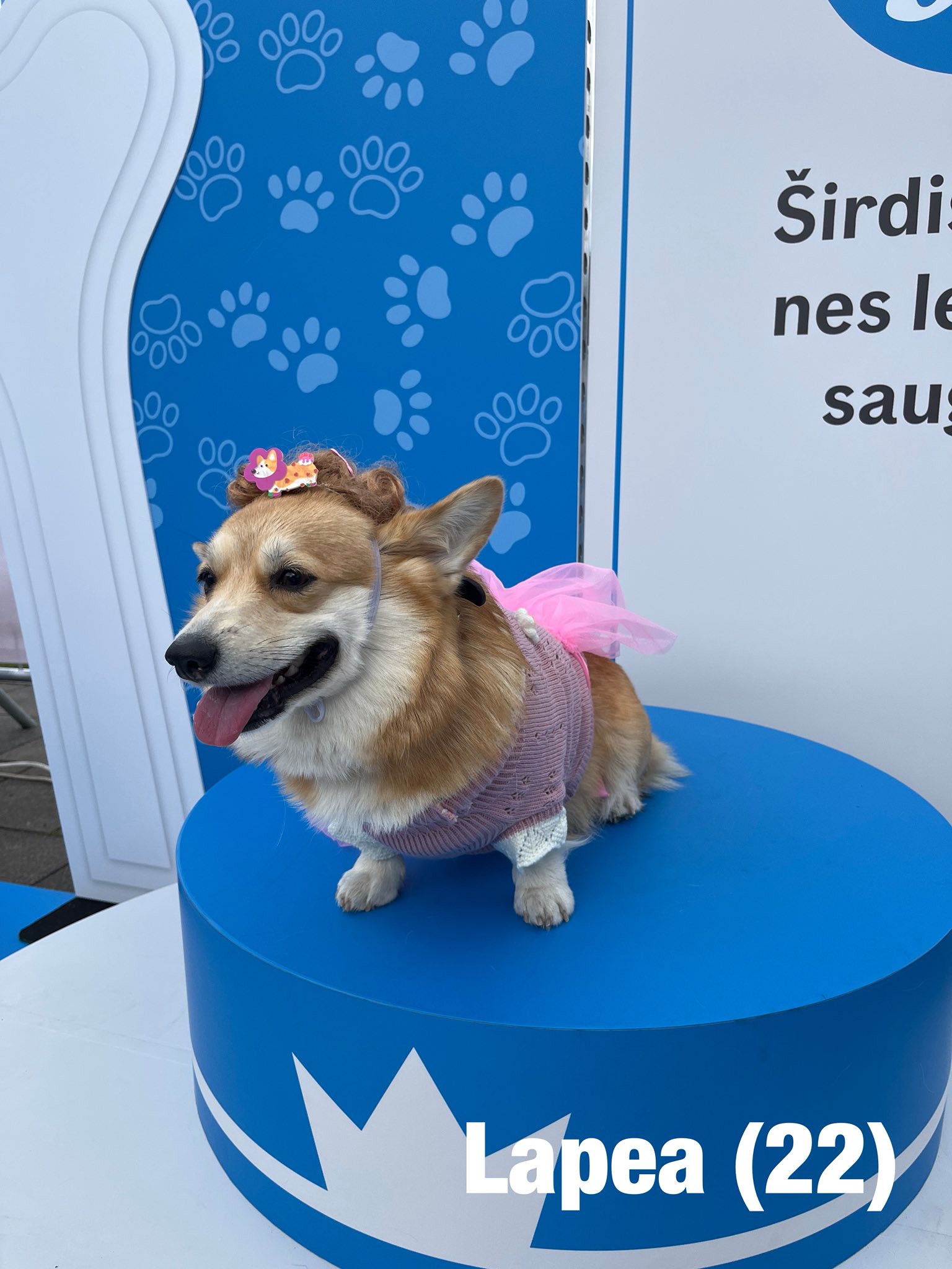 Corrida de Corgis reúne competidores fantasiados na Lituânia. Foto: Facebook/Corgi Race Vilnius