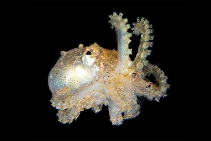 No reino animal, poucas criaturas despertam tanta curiosidade quanto o polvo. Com seus oito braços cheios de ventosas, sua habilidade de mudar de cor e textura em frações de segundo e sua impressionante capacidade de resolução de problemas, esse cefalópode fascina tanto biólogos quanto leigos. Reprodução: Flipar