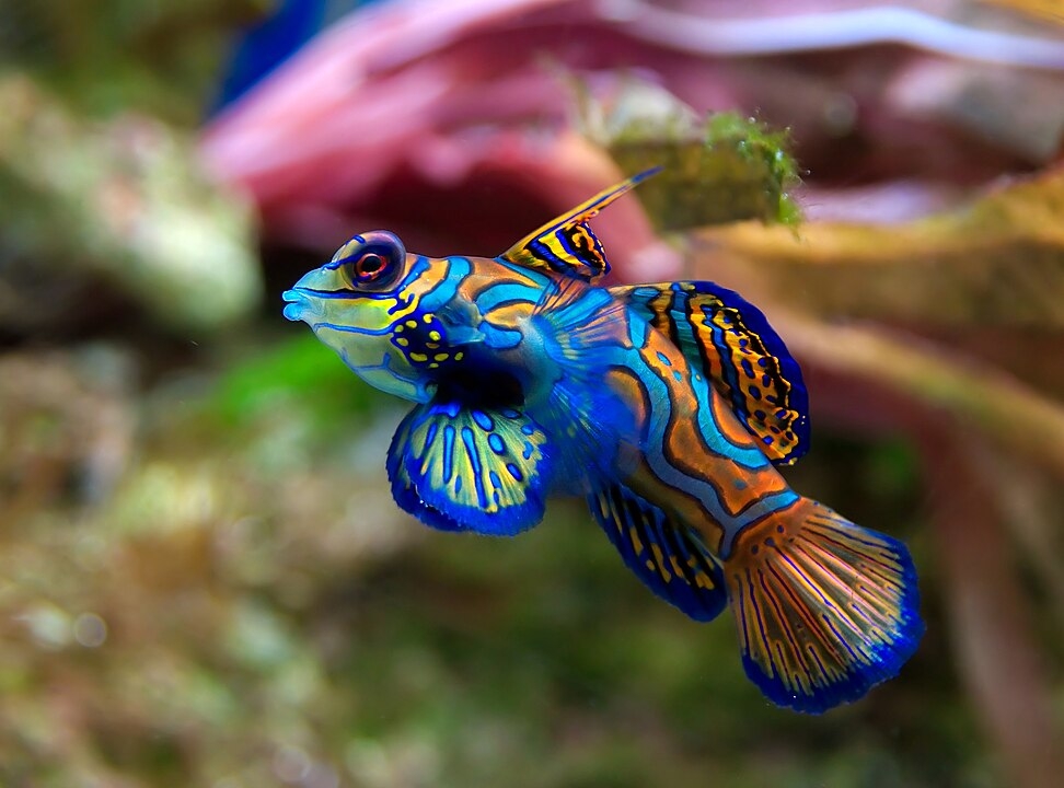 O mandarim-azul (Synchiropus splendidus), encontrado nos recifes de corais do Pacífico, é um peixe de cores brilhantes, incluindo tons de azul elétrico. É conhecido por seu comportamento recluso e por ser difícil de manter em aquários devido a sua dieta exigente. Reprodução: Flipar