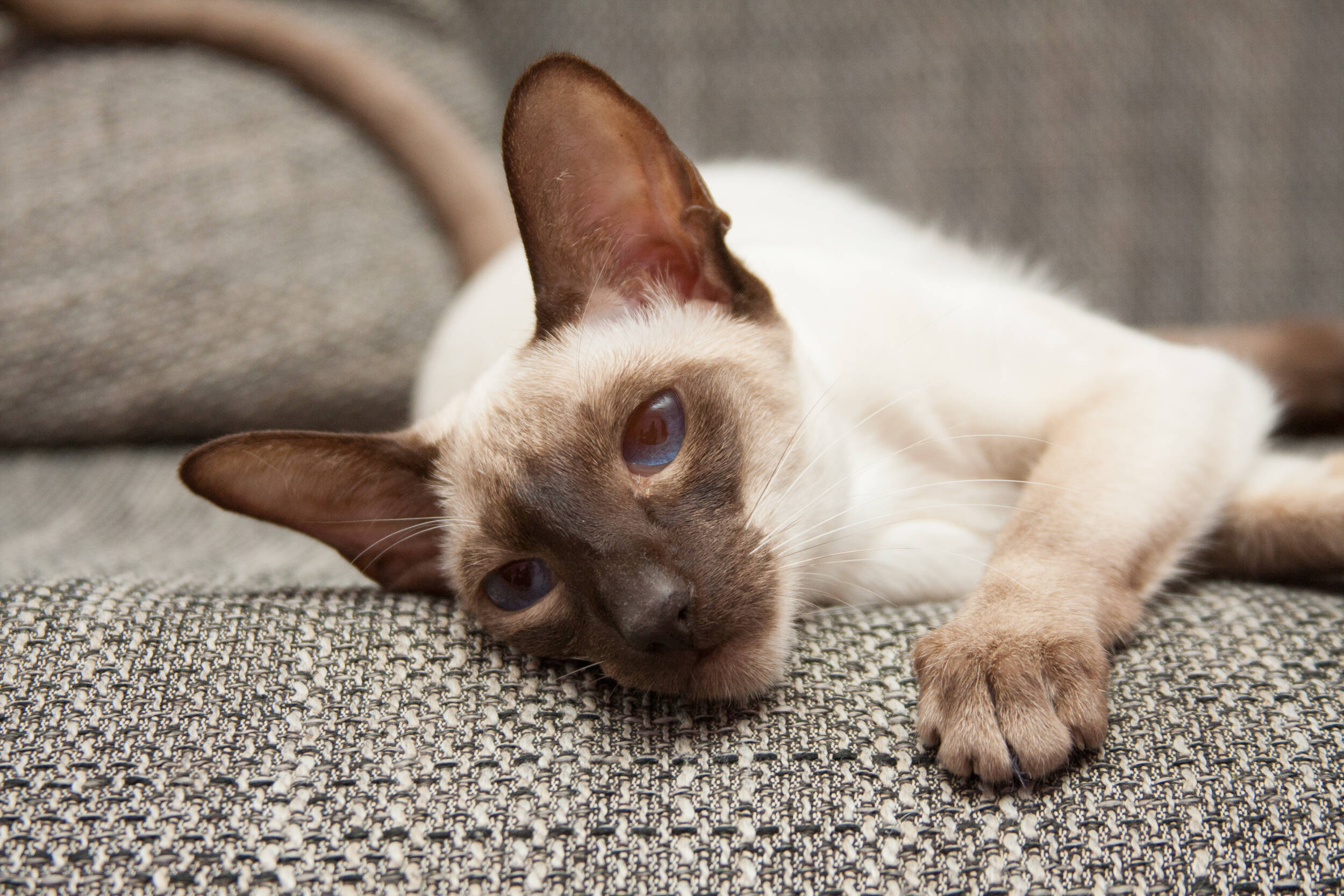 O gato Siamês tem corpo longo e orelhas pontudas. Foto: Shuttersock
