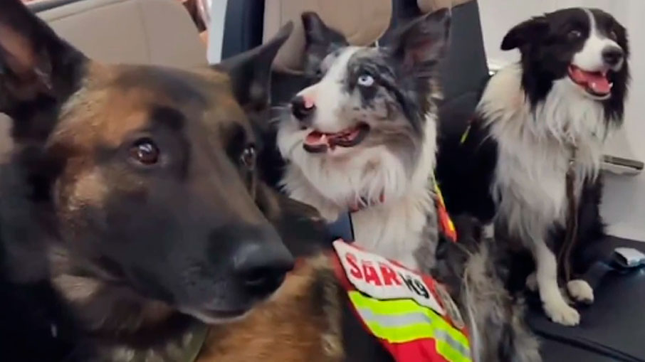 Cães de resgate na Turquia voam de primeira classe no México. Foto: Reprodução/Instagram 21.04.2023