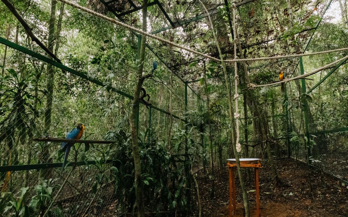 Araras-canindés voltam à Floresta da Tijuca após dois séculos de extinção. Foto: Divulgação/Flavia Zagury