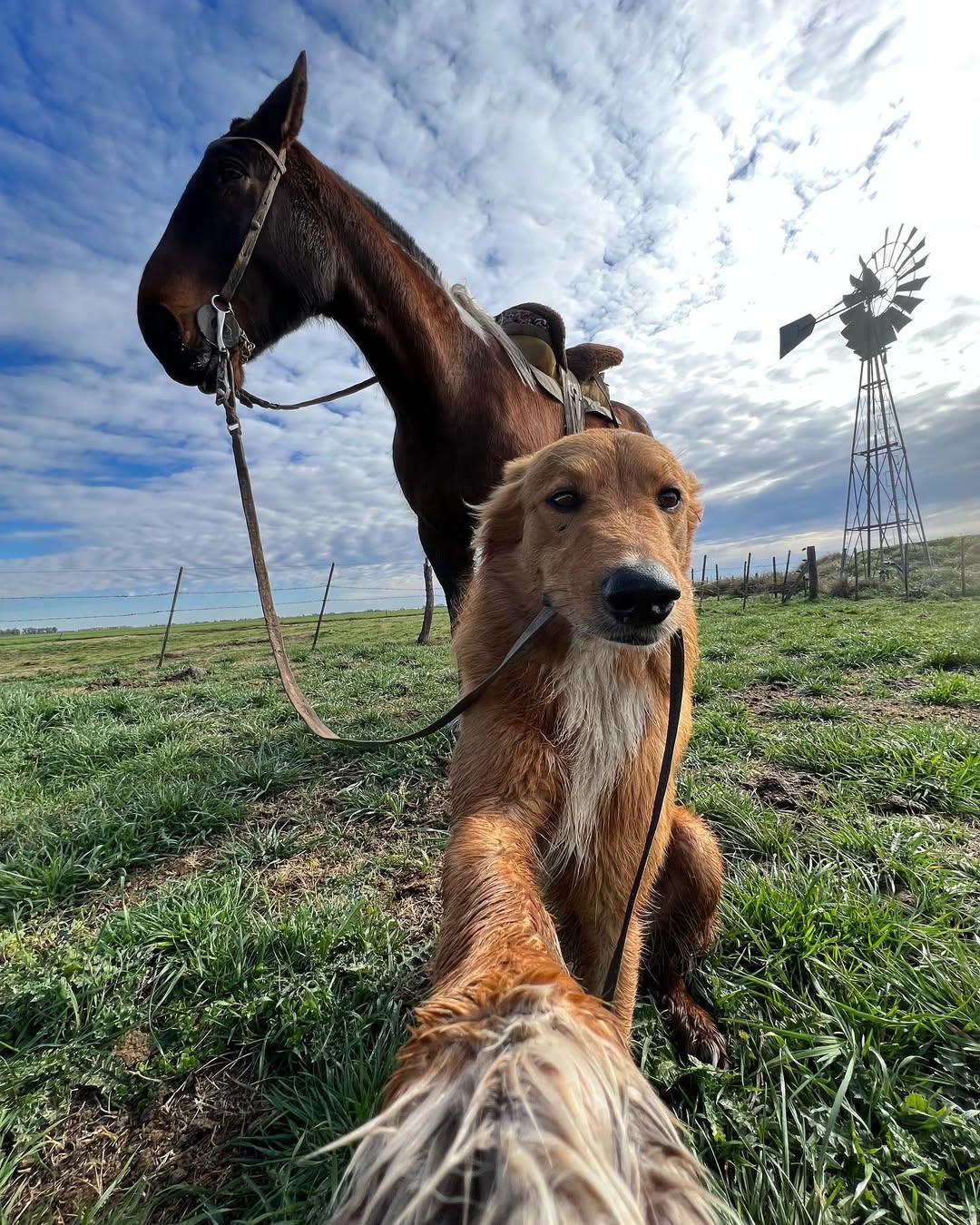 Fotos do golden retriever Preguntale no Instagram Instagram