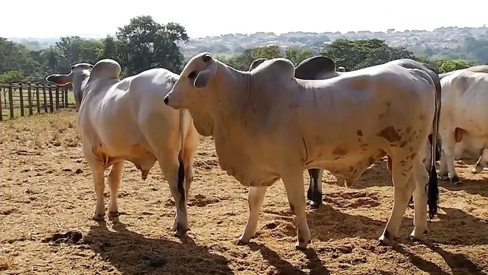 E o Brasil é uma potência na pecuária. Segundo o IBGE, o país alcançou novo recorde em 2022 (último censo)  com 234,4 milhões de bovinos.  Reprodução: Flipar
