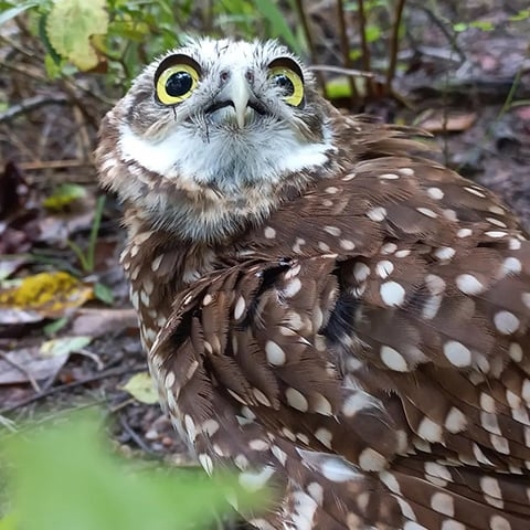 Coruja - Muita gente não sabe, mas a coruja é um dos animais que melhor se camufla. De noite, consegue se esconder para caçar, enquanto de dia usam suas penas e estrutura física para se juntaram ao ambiente repleto de troncos de árvores, por exemplo. Além disso, consegue mudar o formato do corpo, seja inchando ou murchando. Reprodução: Flipar