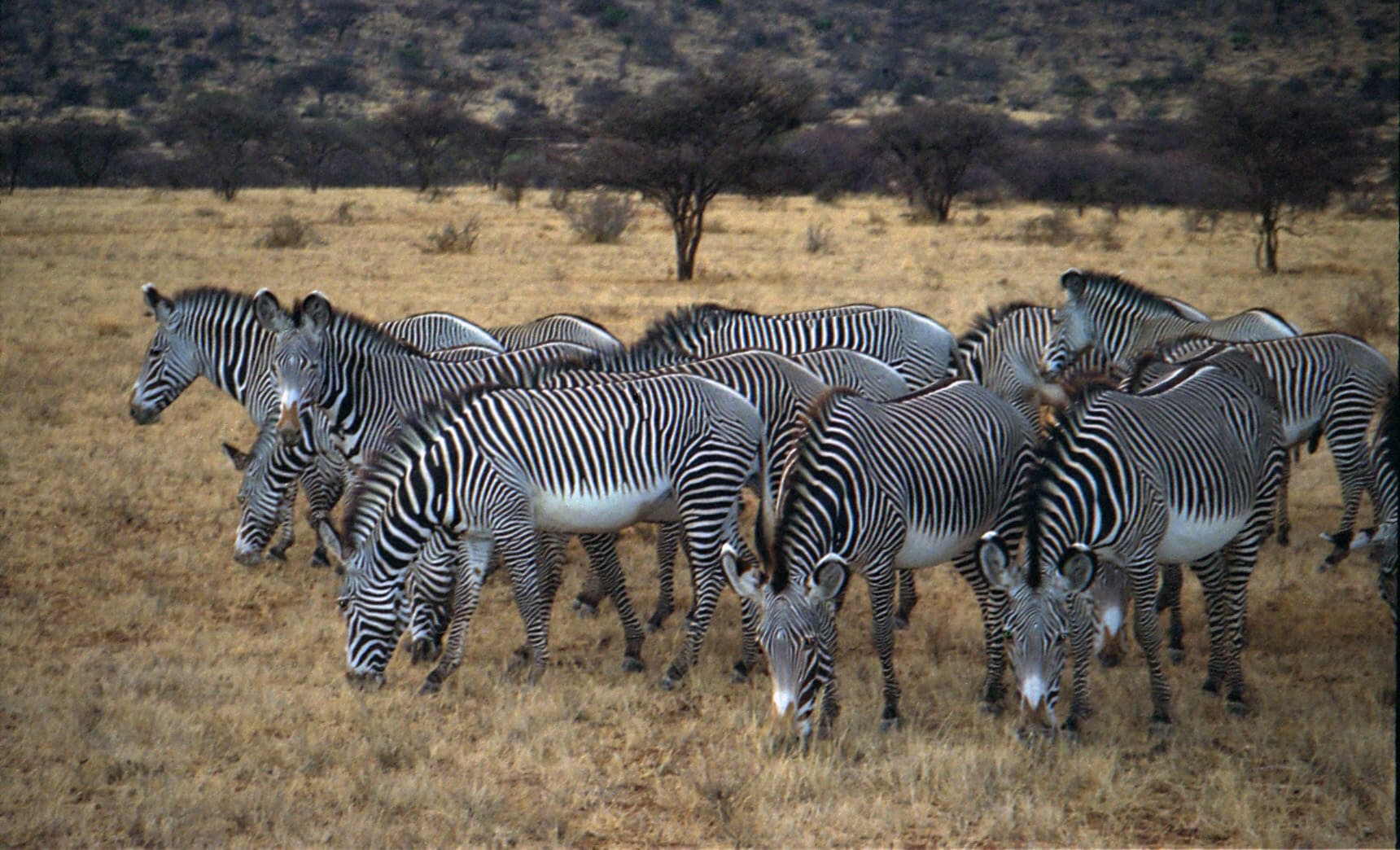 Geralmente, as zebras vivem em grupos chamados de haréns com 1 macho e 6 fêmeas em média. São animais que não costumam andar solitários.  Reprodução: Flipar