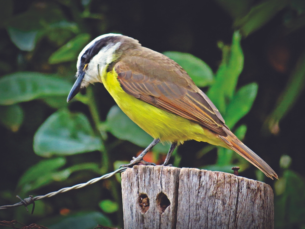 Os ovos desses animais são cônicos com pintinhas pretas como os de codorna. Após a eclosão, possuem um desenvolvimento altricial (nasce quase sem penas com olhos fechados, não voa nem anda). Reprodução: Flipar