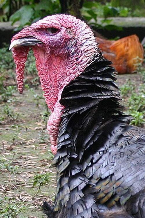 Além disso, os perus destacam-se por sua habilidade de correr a impressionantes 40 km/h, além de voar a até 80 km/h em curtas distâncias. Reprodução: Flipar