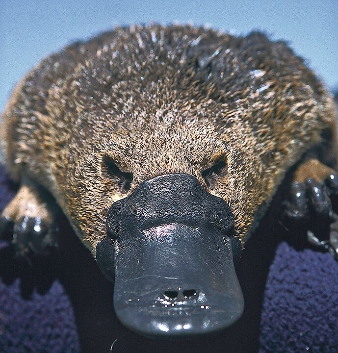 Dos mamíferos venenosos, o que chama mais atenção é o ornitorrinco, espécie nativa da Austrália e da Tasmânia. 
De acordo com a Bonorong Wildlife Sanctuary, casos de envenenamento por ornitorrincos são raros na Austrália. Nos últimos 20 anos, foram relatados apenas cinco, um número considerado baixo. Mas vale o alerta. Reprodução: Flipar