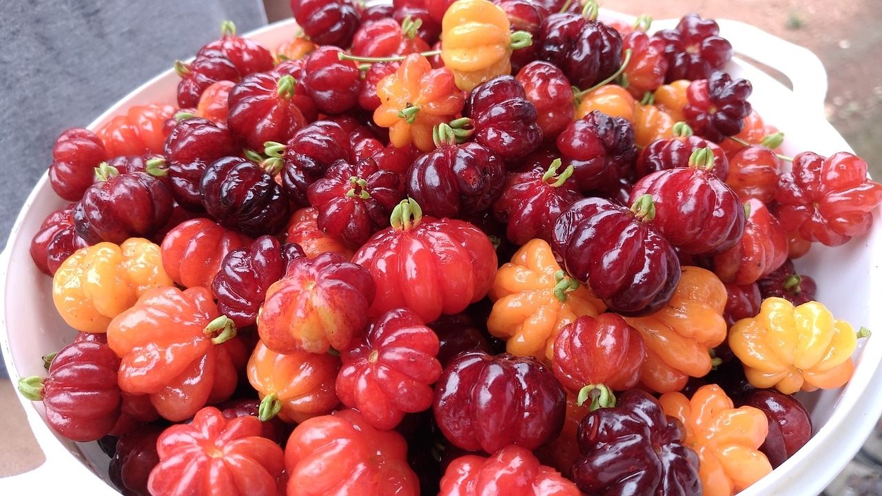 Nativa da América do Sul, a pitanga é uma fruta tropical de cor intensa e sabor levemente ácido, valorizada por seu uso culinário e por seus benefícios à saúde. É uma azedinha que conquista o consumidor.  Reprodução: Flipar