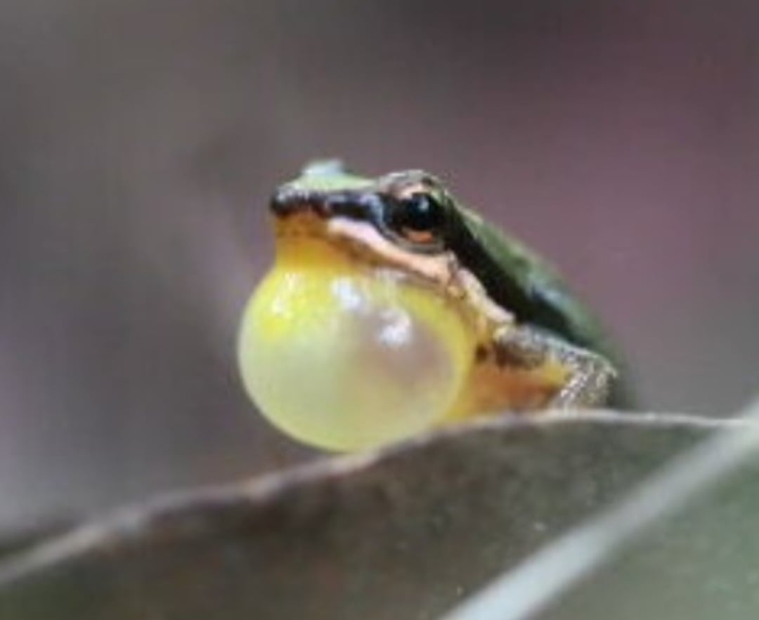 O apelido é conhecido internacionalmente pelos pesquisadores de ecossistemas. Ele se chama Rocket Frog (sapo foguete, sem o diminutivo usado carinhosamente no Brasil). Reprodução: Flipar