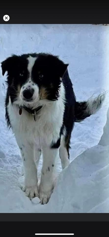 Nanuq ficou mais de um mês perdido, até ser encontrado por internautas que compartilharam sua foto via Facebook. Foto: Reprodução/Facebook/Mandy Iworrigan