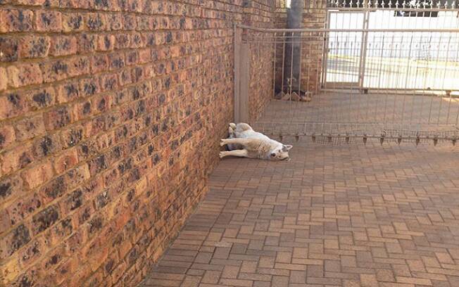O cachorro que dormiu desafiando a gravidade . Foto: Reprodução/ soniakaponia