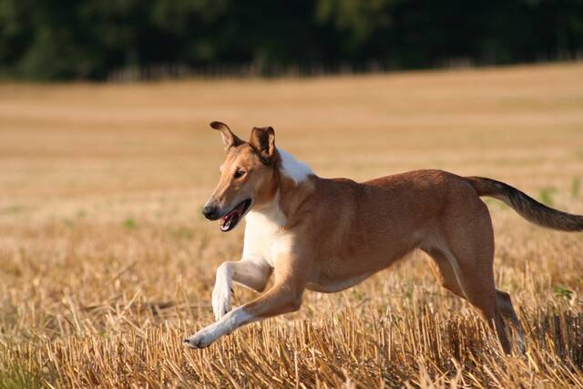 Os Collies são ótimos para atividades caninas, como o Agility. Foto: Mélanie Trépos Pouplard/Flickr