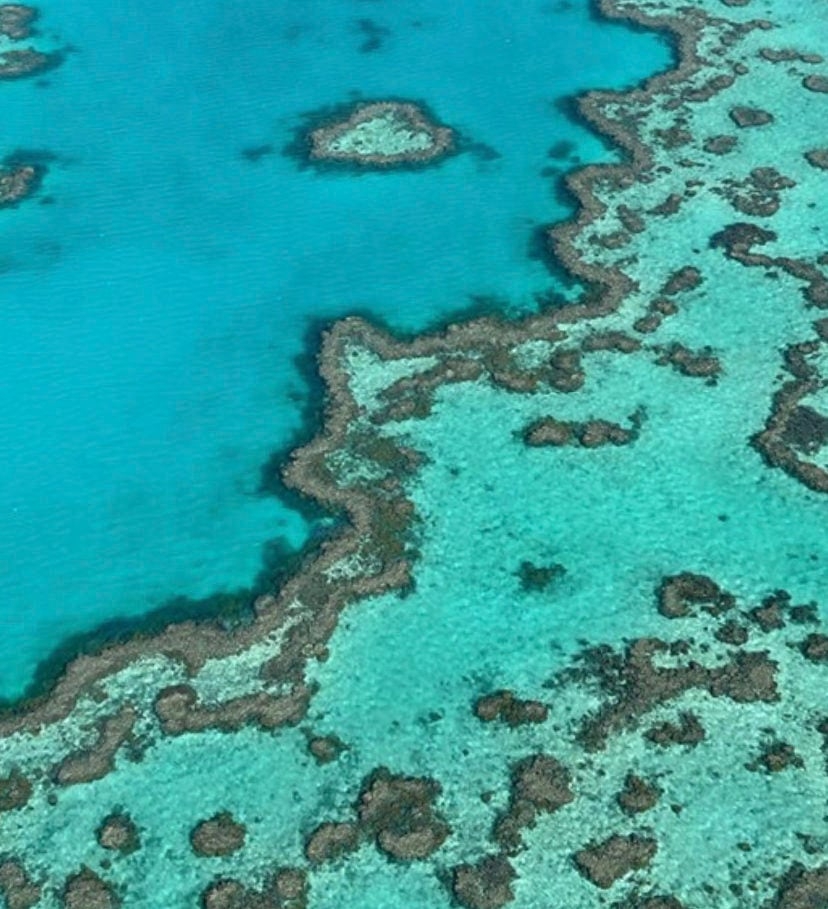 Os pólipos de coral constroem esqueletos de calcário duro que se acumulam ao longo do tempo e formam o recife.  Reprodução: Flipar