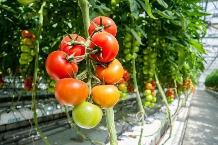 Hoje em dia, as principais regiões produtoras de tomates na Itália são Puglia, Emilia-Romagna, Campânia e Sicília.  Reprodução: Flipar
