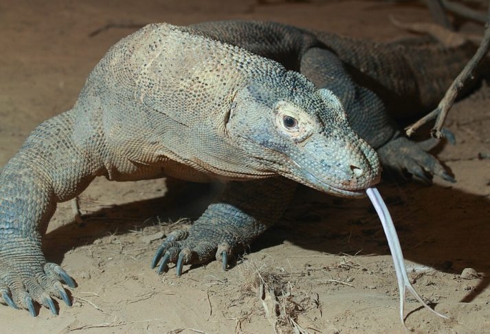 Dragão-de-Komodo: Embora não seja tão antigo quanto outros na lista, este lagarto gigante da Indonésia tem grande semelhança com seus antepassados que surgiram há 100 milhões de anos. Reprodução: Flipar