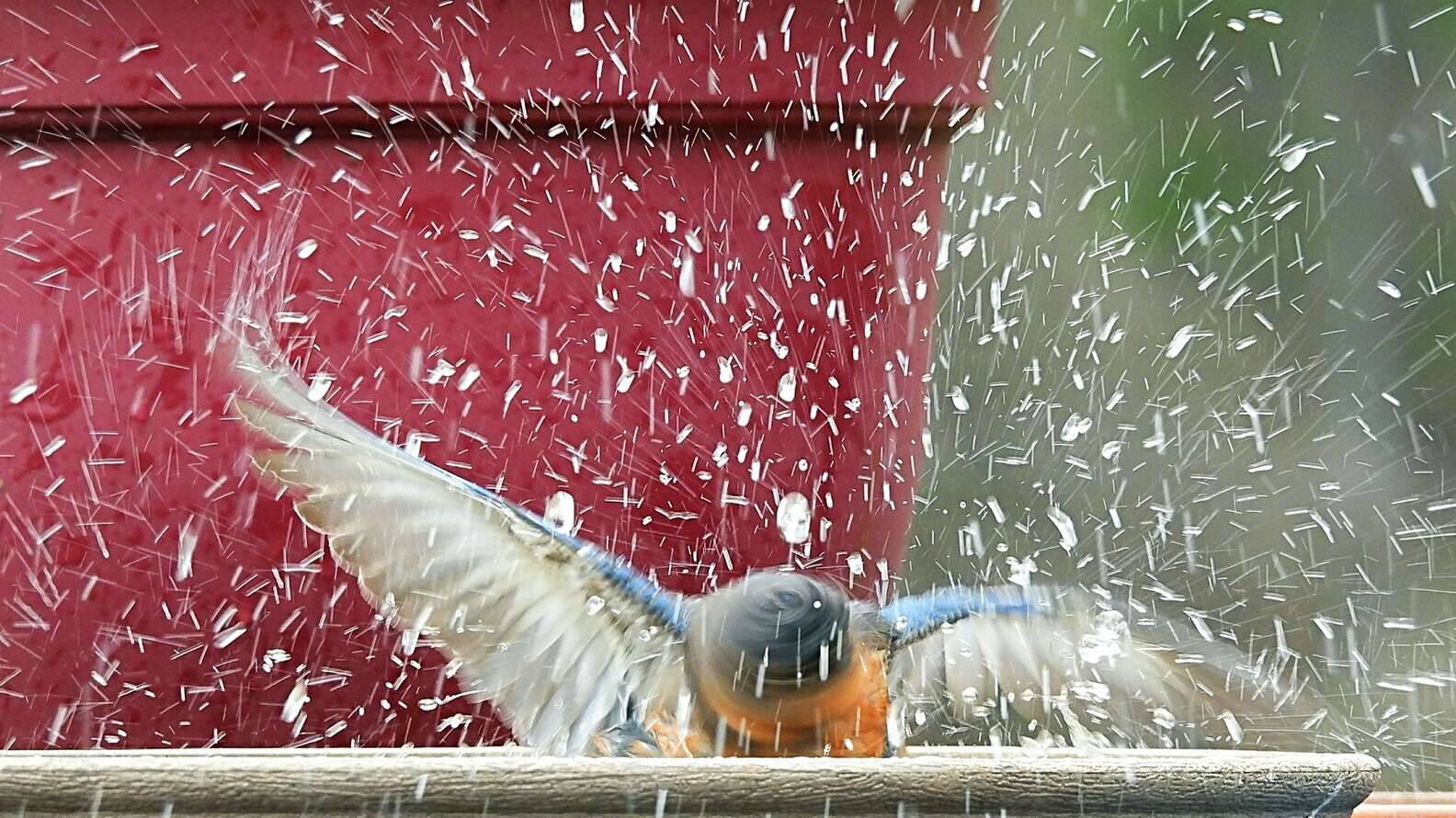 As aves vão ao quintal da fotógrafa para se alimentar e tomar banho. Foto: Carla Moore-Williams