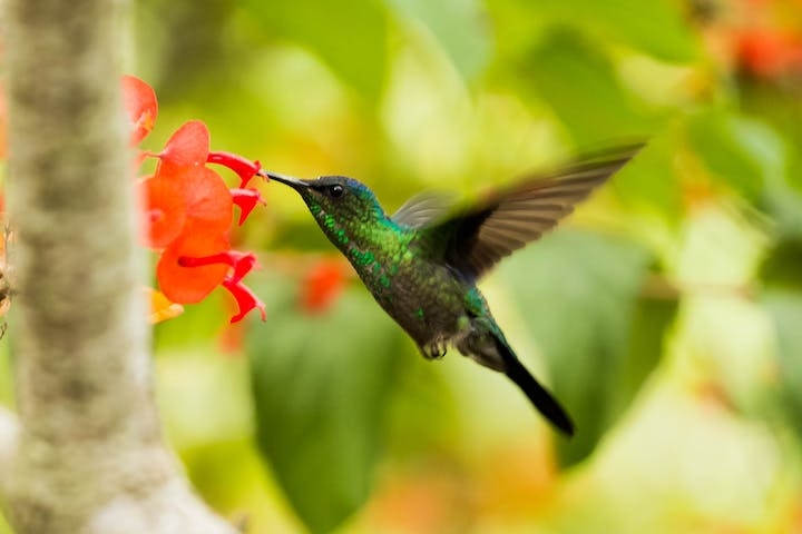 Por conta da sua rapidez impressionante, os nativos americanos veem o beija-flor como o mensageiro e guardião do tempo, porque nenhum outro animal consegue bater as asas tão rápido quanto ele.  Reprodução: Flipar